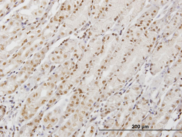 DP97 / DDX54 Antibody - Immunoperoxidase of monoclonal antibody to DDX54 on formalin-fixed paraffin-embedded human stomach. [antibody concentration 3 ug/ml]