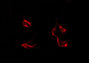 DP97 / DDX54 Antibody - Staining COLO cells by IF/ICC. The samples were fixed with PFA and permeabilized in 0.1% Triton X-100, then blocked in 10% serum for 45 min at 25°C. The primary antibody was diluted at 1:200 and incubated with the sample for 1 hour at 37°C. An Alexa Fluor 594 conjugated goat anti-rabbit IgG (H+L) Ab, diluted at 1/600, was used as the secondary antibody.