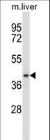 DPAGT2 / DPAGT1 Antibody - DPAGT1 Antibody western blot of mouse liver tissue lysates (35 ug/lane). The DPAGT1 antibody detected the DPAGT1 protein (arrow).
