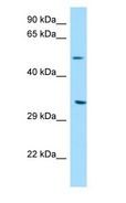 DPAGT2 / DPAGT1 Antibody - DPAGT2 / DPAGT1 antibody Western Blot of PANC1.  This image was taken for the unconjugated form of this product. Other forms have not been tested.