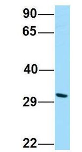 DPAGT2 / DPAGT1 Antibody - DPAGT2 / DPAGT1 antibody Western Blot of HepG2 lysate. Antibody Dilution: 1.0 ug/ml. DPAGT1 is supported by BioGPS gene expression data to be expressed in HepG2. Antibody dilution: 1 ug/ml.  This image was taken for the unconjugated form of this product. Other forms have not been tested.