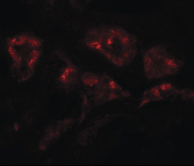 DPAGT2 / DPAGT1 Antibody - Immunofluorescence of DPAGT1 in human kidney tissue with DPAGT1 antibody at 20 ug/ml.