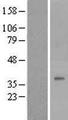 DPAGT2 / DPAGT1 Protein - Western validation with an anti-DDK antibody * L: Control HEK293 lysate R: Over-expression lysate
