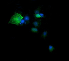 DPCD Antibody - Anti-DPCD mouse monoclonal antibody immunofluorescent staining of COS7 cells transiently transfected by pCMV6-ENTRY DPCD.