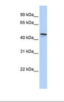 DPCR1 Antibody - HepG2 cell lysate. Antibody concentration: 1.0 ug/ml. Gel concentration: 12%.  This image was taken for the unconjugated form of this product. Other forms have not been tested.