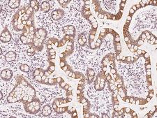 DPCR1 Antibody - Immunochemical staining of human DPCR1 in human large intestine with rabbit polyclonal antibody at 1:200 dilution, formalin-fixed paraffin embedded sections.