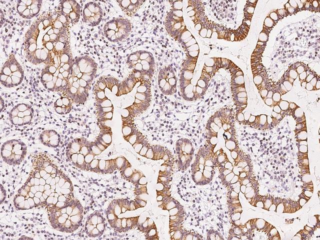 DPCR1 Antibody - Immunochemical staining of human DPCR1 in human large intestine with rabbit polyclonal antibody at 1:200 dilution, formalin-fixed paraffin embedded sections.