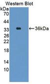 DPEP3 Antibody - Western Blot; Sample: Recombinant protein.