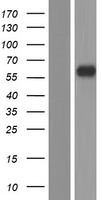 DPEP3 Protein - Western validation with an anti-DDK antibody * L: Control HEK293 lysate R: Over-expression lysate