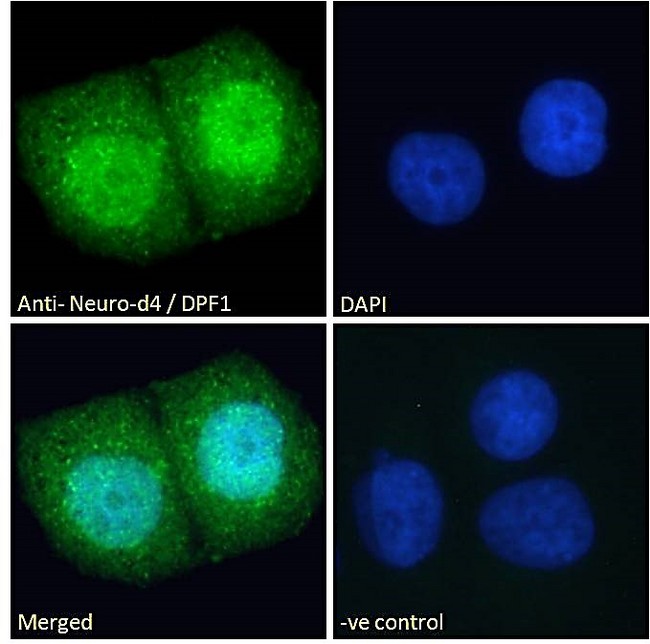 DPF1 / Neuro-D4 Antibody - Goat Anti-Neuro-d4 / DPF1 Antibody Immunofluorescence analysis of paraformaldehyde fixed MCF7 cells, permeabilized with 0.15% Triton. Primary incubation 1hr (10ug/ml) followed by Alexa Fluor 488 secondary antibody (2ug/ml), showing strong nuclear and weak cytoplasmic staining. The nuclear stain is DAPI (blue). Negative control: Unimmunized goat IgG (10ug/ml) followed by Alexa Fluor 488 secondary antibody (2ug/ml).