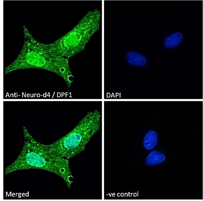 DPF1 / Neuro-D4 Antibody - Goat Anti-Neuro-d4 / DPF1 Antibody Immunofluorescence analysis of paraformaldehyde fixed U2OS cells, permeabilized with 0.15% Triton. Primary incubation 1hr (10ug/ml) followed by Alexa Fluor 488 secondary antibody (2ug/ml), showing strong nuclear and weak cytoplasmic staining. The nuclear stain is DAPI (blue). Negative control: Unimmunized goat IgG (10ug/ml) followed by Alexa Fluor 488 secondary antibody (2ug/ml).