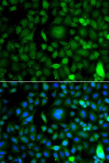 DPF1 / Neuro-D4 Antibody - Immunofluorescence analysis of A549 cells using DPF1 Polyclonal Antibody.