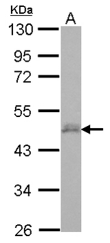 DPF3 Antibody - Sample (30 ug of whole cell lysate) A: IMR32 10% SDS PAGE DPF3 antibody diluted at 1:500