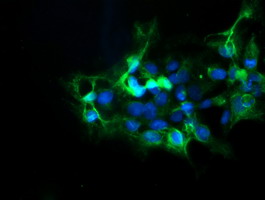 DPH2 Antibody - Anti-DPH2 mouse monoclonal antibody immunofluorescent staining of COS7 cells transiently transfected by pCMV6-ENTRY DPH2.