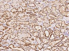 DPH5 Antibody - Immunochemical staining of human DPH5 in human kidney with rabbit polyclonal antibody at 1:500 dilution, formalin-fixed paraffin embedded sections.