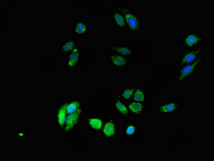 DPM1 Antibody - Immunofluorescent analysis of HepG2 cells at a dilution of 1:100 and Alexa Fluor 488-congugated AffiniPure Goat Anti-Rabbit IgG(H+L)