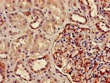 DPM1 Antibody - Immunohistochemistry image of paraffin-embedded human kidney tissue at a dilution of 1:100