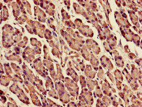 DPM1 Antibody - Immunohistochemistry image of paraffin-embedded human pancreatic tissue at a dilution of 1:100