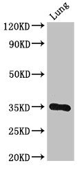 DPM1 Antibody - Positive Western Blot detected in Mouse lung tissue. All lanes: DPM1 antibody at 3 µg/ml Secondary Goat polyclonal to rabbit IgG at 1/50000 dilution. Predicted band size: 30 KDa. Observed band size: 30 KDa