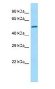 DPP2 / DPP7 Antibody - DPP2 / DPP7 antibody Western Blot of 721_B.  This image was taken for the unconjugated form of this product. Other forms have not been tested.