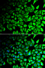 DPP2 / DPP7 Antibody - Immunofluorescence analysis of HeLa cells.