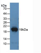 DPP4 / CD26 Antibody - Western Blot; Sample: Recombinant DPP4, Mouse.