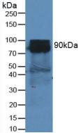 DPP4 / CD26 Antibody - Western Blot; Sample: Mouse Heart Tissue.