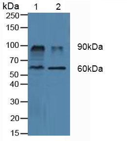 DPP4 / CD26 Antibody