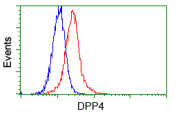 DPP4 / CD26 Antibody - Flow cytometry of HeLa cells, using anti-DPP4 antibody, (Red) compared to a nonspecific negative control antibody (Blue).