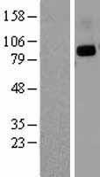 DPP4 / CD26 Protein - Western validation with an anti-DDK antibody * L: Control HEK293 lysate R: Over-expression lysate