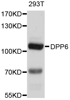 DPP6 / Dipeptidylpeptidase 6 Antibody - Western blot analysis of extracts of 293T cells, using DPP6 antibody at 1:1000 dilution. The secondary antibody used was an HRP Goat Anti-Rabbit IgG (H+L) at 1:10000 dilution. Lysates were loaded 25ug per lane and 3% nonfat dry milk in TBST was used for blocking. An ECL Kit was used for detection and the exposure time was 10s.