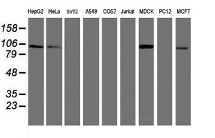DPP9 Antibody - Western blot of extracts (35 ug) from 9 different cell lines by using anti-DPP9 monoclonal antibody.