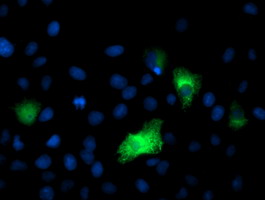 DPP9 Antibody - Anti-DPP9 mouse monoclonal antibody immunofluorescent staining of COS7 cells transiently transfected by pCMV6-ENTRY DPP9.