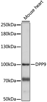 DPP9 Antibody - Western blot analysis of extracts of Mouse heart, using DPP9 antibody at 1:1000 dilution. The secondary antibody used was an HRP Goat Anti-Rabbit IgG (H+L) at 1:10000 dilution. Lysates were loaded 25ug per lane and 3% nonfat dry milk in TBST was used for blocking. An ECL Kit was used for detection and the exposure time was 30S.