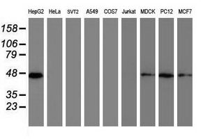 DPPA2 Antibody - Western blot of extracts (35 ug) from 9 different cell lines by using anti-DPPA2 monoclonal antibody (HepG2: human; HeLa: human; SVT2: mouse; A549: human; COS7: monkey; Jurkat: human; MDCK: canine; PC12: rat; MCF7: human).