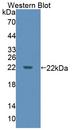 DPPA3 / STELLA Antibody - Western blot of DPPA3 / STELLA antibody.