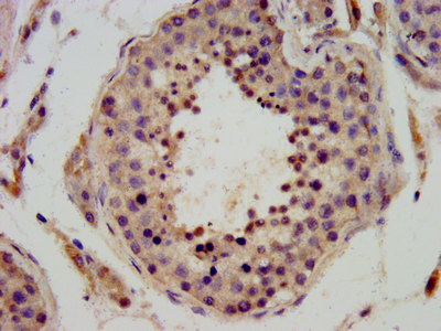 DPPA3 / STELLA Antibody - Immunohistochemistry image at a dilution of 1:400 and staining in paraffin-embedded human testis tissue performed on a Leica BondTM system. After dewaxing and hydration, antigen retrieval was mediated by high pressure in a citrate buffer (pH 6.0) . Section was blocked with 10% normal goat serum 30min at RT. Then primary antibody (1% BSA) was incubated at 4 °C overnight. The primary is detected by a biotinylated secondary antibody and visualized using an HRP conjugated SP system.