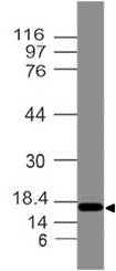 DPPA3 / STELLA Antibody - Fig-1: Expression analysis Stellar. Anti-Stellar antibody was used at 2 µg/ml on HepG2 lysate.