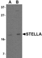DPPA3 / STELLA Antibody - Western blot of Stella in 293 cell lysate with Stella antibody at (A) 1 and (B) 2 ug/ml.