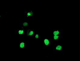 DPPA4 Antibody - Anti-DPPA4 mouse monoclonal antibody immunofluorescent staining of COS7 cells transiently transfected by pCMV6-ENTRY DPPA4.