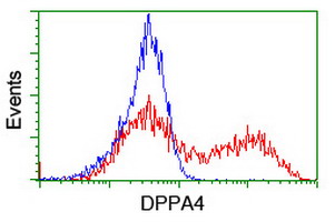 DPPA4 Antibody - HEK293T cells transfected with either overexpress plasmid (Red) or empty vector control plasmid (Blue) were immunostained by anti-DPPA4 antibody, and then analyzed by flow cytometry.
