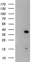 DPPA4 Antibody - HEK293T cells were transfected with the pCMV6-ENTRY control (Left lane) or pCMV6-ENTRY DPPA4 (Right lane) cDNA for 48 hrs and lysed. Equivalent amounts of cell lysates (5 ug per lane) were separated by SDS-PAGE and immunoblotted with anti-DPPA4.