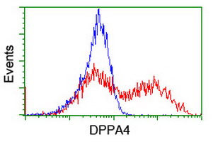 DPPA4 Antibody - HEK293T cells transfected with either overexpress plasmid (Red) or empty vector control plasmid (Blue) were immunostained by anti-DPPA4 antibody, and then analyzed by flow cytometry.