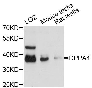 DPPA4 Antibody - Western blot analysis of extracts of various cell lines, using DPPA4 antibody at 1:3000 dilution. The secondary antibody used was an HRP Goat Anti-Rabbit IgG (H+L) at 1:10000 dilution. Lysates were loaded 25ug per lane and 3% nonfat dry milk in TBST was used for blocking. An ECL Kit was used for detection and the exposure time was 90s.