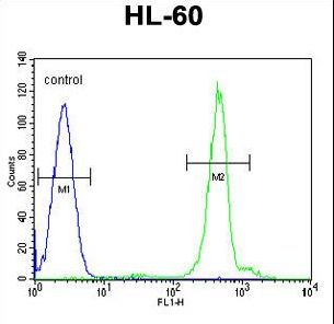 DPPA5 Antibody - DPPA5 Antibody flow cytometry of HL-60 cells (right histogram) compared to a negative control cell (left histogram). FITC-conjugated goat-anti-rabbit secondary antibodies were used for the analysis.