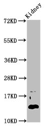 DPPA5 Antibody - Positive Western Blot detected in Mouse kidney tissue. All lanes: DPPA5 antibody at 4.6 µg/ml Secondary Goat polyclonal to rabbit IgG at 1/50000 dilution. Predicted band size: 14 KDa. Observed band size: 14 KDa