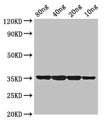 dps Antibody - Western Blot Positive WB detected in Recombinant protein All Lanes:dps antibody at 2µg/ml Secondary Goat polyclonal to rabbit IgG at 1/50000 dilution Predicted band size: 35 kDa Observed band size: 35 kDa