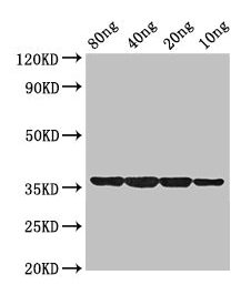 dps Antibody - Western Blot Positive WB detected in Recombinant protein All lanes: dps antibody at 2µg/ml Secondary Goat polyclonal to rabbit IgG at 1/50000 dilution Predicted band size: 36 kDa Observed band size: 36 kDa