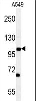 DPY19L2 Antibody - DPY19L2 Antibody western blot of A549 cell line lysates (35 ug/lane). The DPY19L2 antibody detected the DPY19L2 protein (arrow).