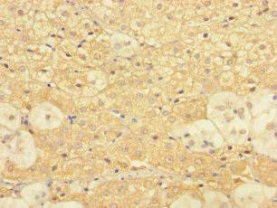 DPY30 Antibody - Immunohistochemistry of paraffin-embedded human adrenal gland tissue using DPY30 Antibody at dilution of 1:100